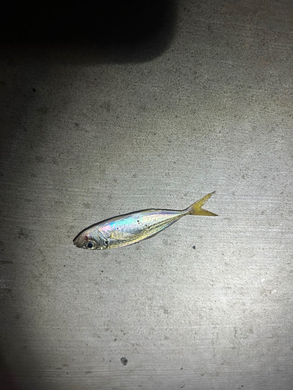 アジ
