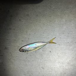 アジ