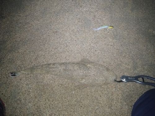 マゴチの釣果