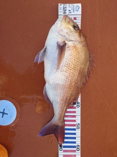 マダイの釣果