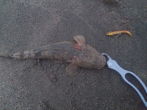 マゴチの釣果
