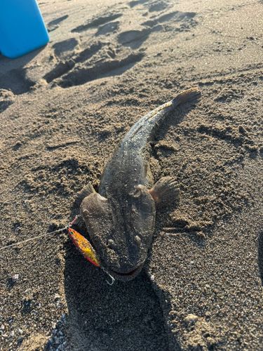 マゴチの釣果
