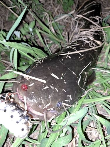 ナマズの釣果