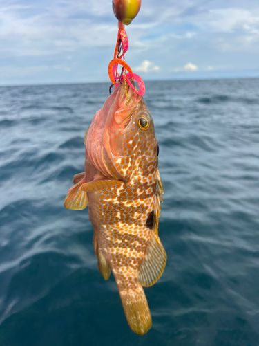 キジハタの釣果