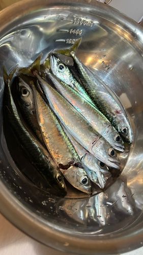 サバの釣果