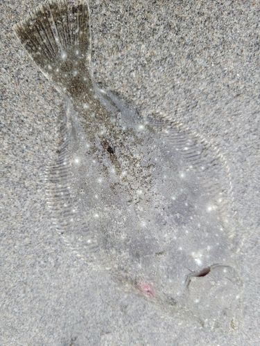 ソゲの釣果