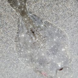 ソゲ