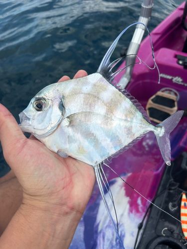 イトヒキアジの釣果