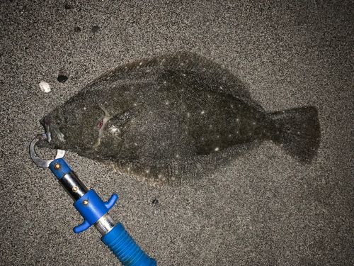 ヒラメの釣果