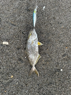 ショゴの釣果
