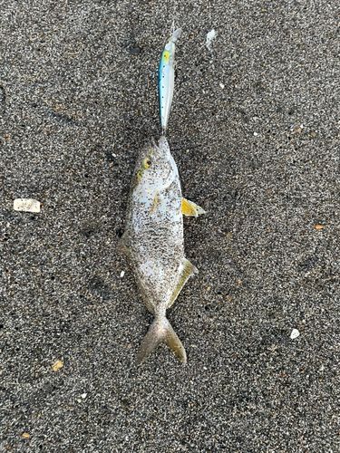 三陸海岸（青森）