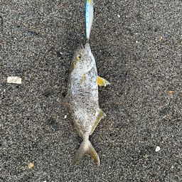 ショゴ