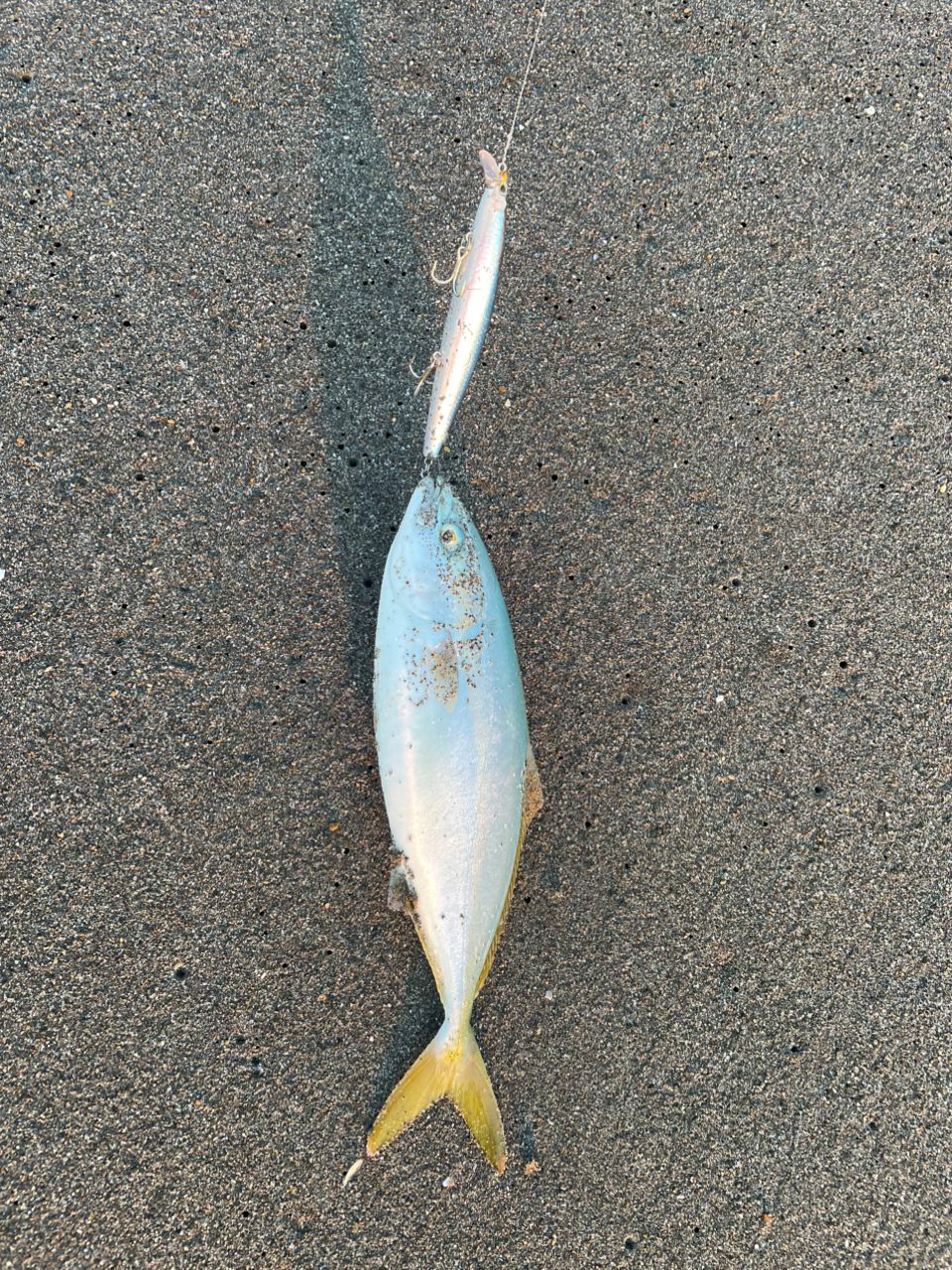 ショゴ