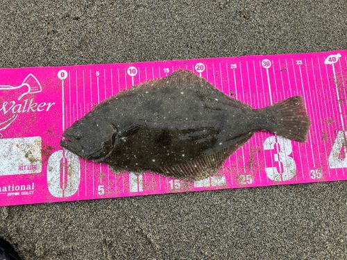 ソゲの釣果