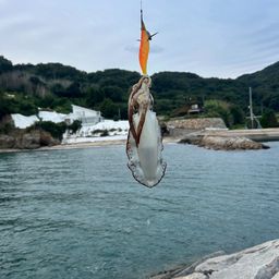 アオリイカ