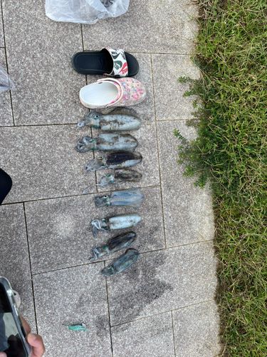 伊良湖港