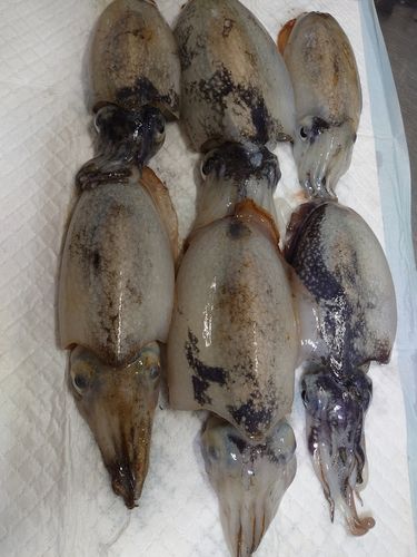 シリヤケイカの釣果