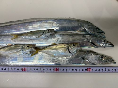 タチウオの釣果