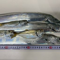 タチウオ