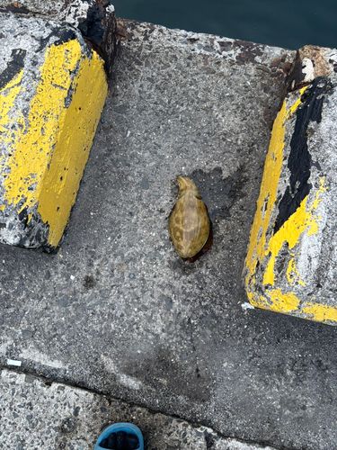 三津埠頭