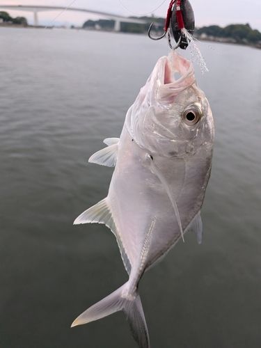 メッキの釣果