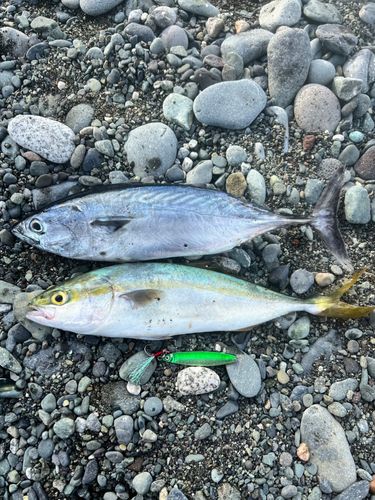スマガツオの釣果