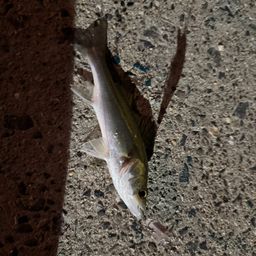 ヒラ