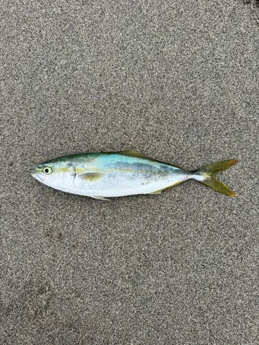ワカシの釣果