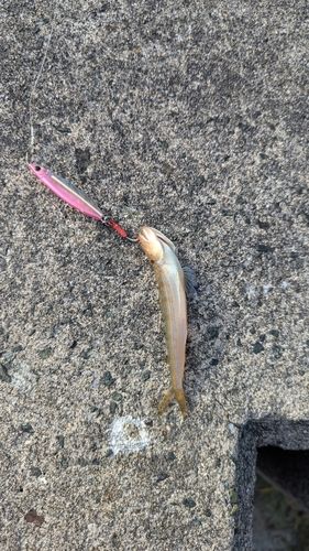 エソの釣果