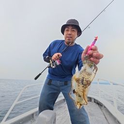 アオリイカ