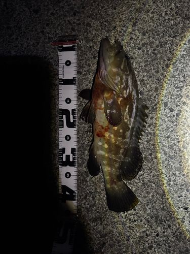 クエの釣果