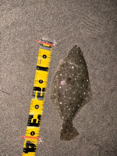 ソゲの釣果