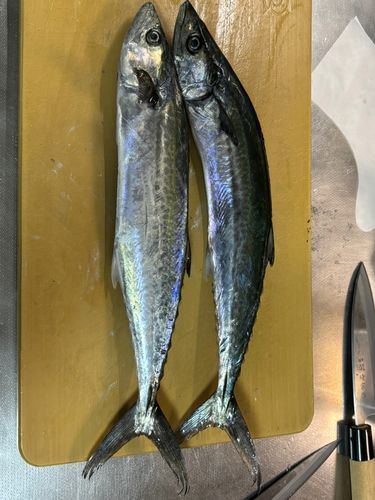 サゴシの釣果