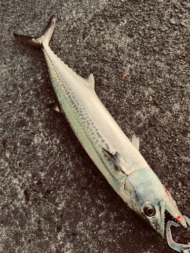 サゴシの釣果