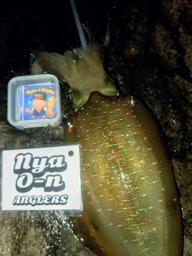 アオリイカの釣果