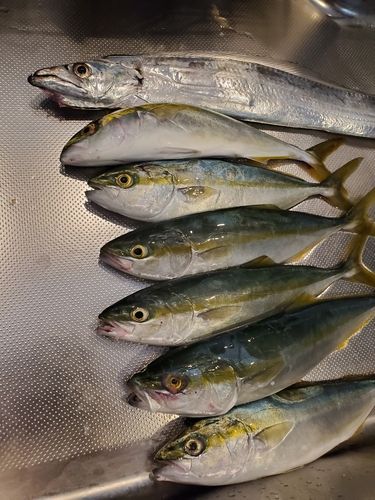 ツバイソの釣果