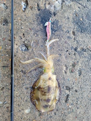 アオリイカの釣果