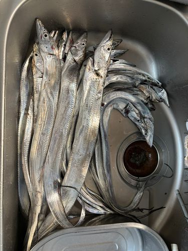 タチウオの釣果