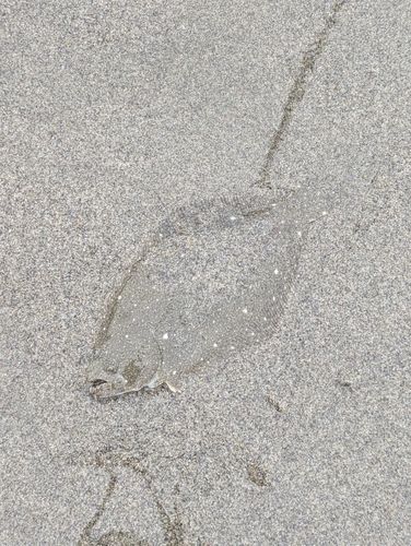 ソゲの釣果