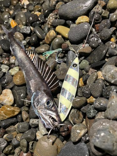 クロシビカマスの釣果