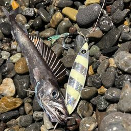 クロシビカマス