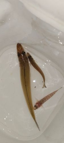 キスの釣果
