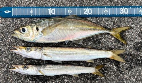 アジの釣果