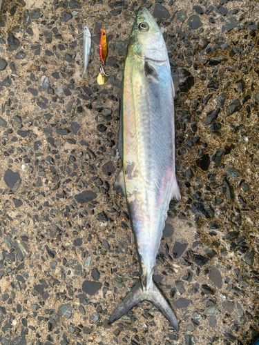 サゴシの釣果