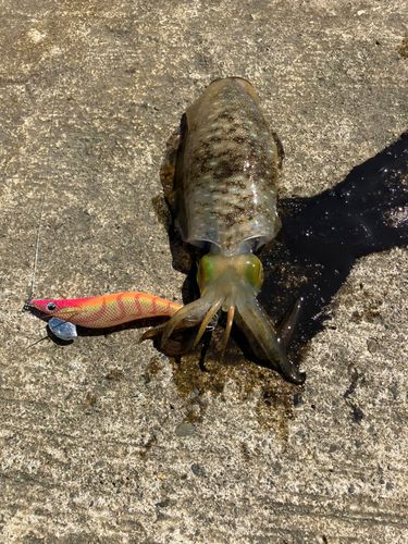 アオリイカの釣果