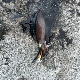 アオリイカ