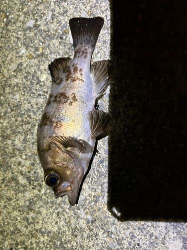 大船渡湾