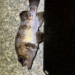 メバル