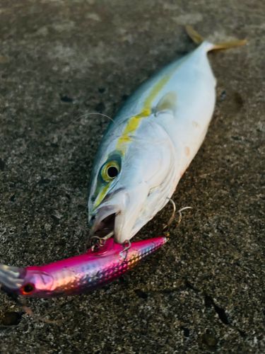 ワカシの釣果