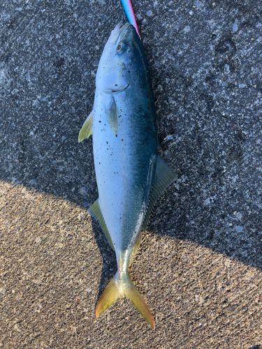 イナダの釣果